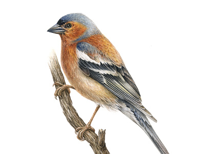 European birds: Chaffinch (Fringilla coelebs) advertising animal bird color drawing europe handmade illustration ink naturalistic packaging pencil watercolor