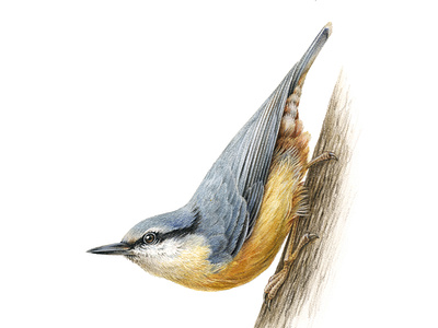 European birds: Eurasian Nuthatch (Sitta Europaea)