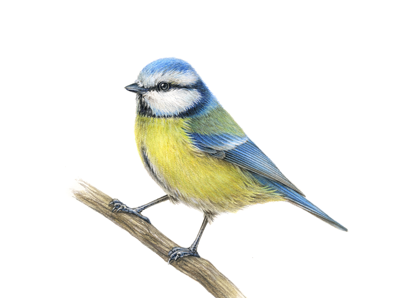 Cyanistes caeruleus advertising animal animal art art artwork drawing handmade illustration ink naturalistic nature nature illustration packaging realistic vintage