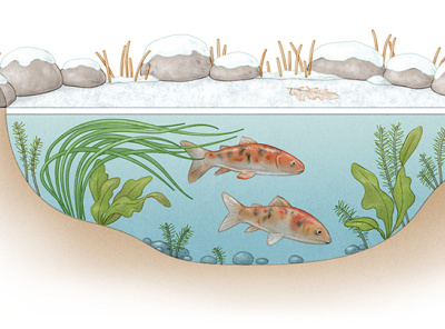 Life in a pond: Winter digital digital art drawing ecology editorial editorial illustration illustration naturalistic non fiction photoshop school schoolbook science scientific young adult