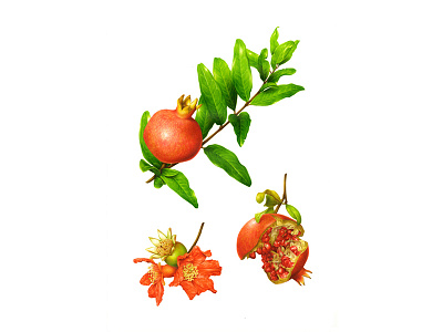 Pomegranate advertising botanical branding flower food fruit illustration naturalistic packaging plant