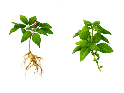 ginseng and yellow alder
