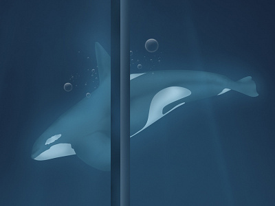 Whale beauty float illustration killer nature underwater whale