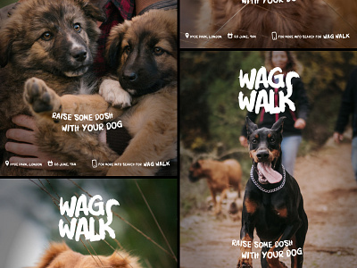Dog walking fundraiser - Advertising animals branding cats charity dog walking dogs events logo outdoors social
