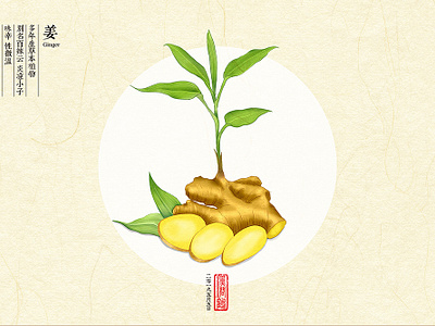 ginger illustration