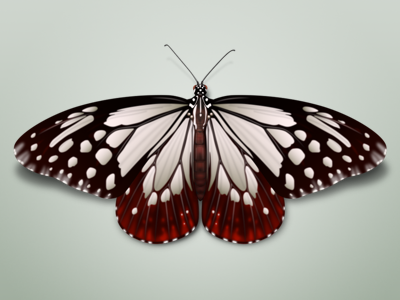butterfly butterfly illustration