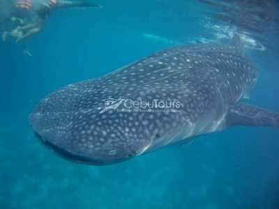 Whale Shark Watching - Cebu Tours PH backpackers cebutours cebutravels toursph travelers travelph wanderlust