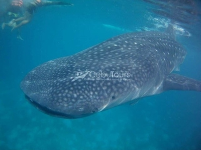 Whale Shark Watching - Cebu Tours PH