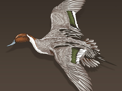 Pintail Illustration chocolate design ducks illustration photoshop