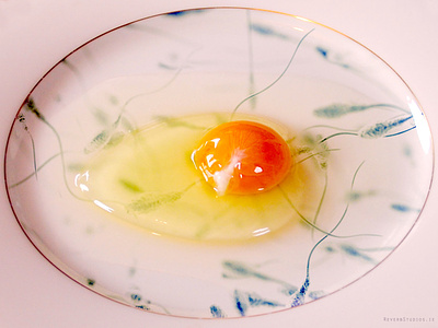 Sperm and Egg Plate egg photoshop sperm