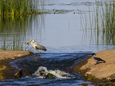 Heron and Crow crow fish heron river
