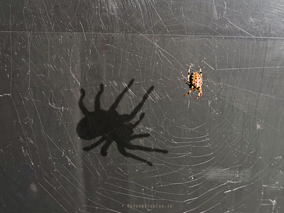 Spider Shadow