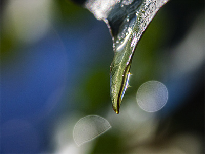Water droplet on a Leaf leaf macro macro photography water droplet