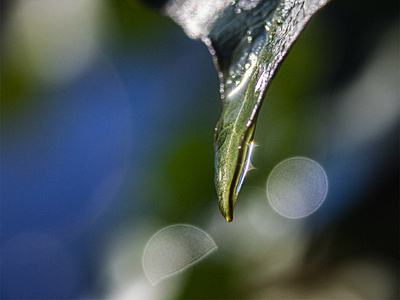 Water droplet on a Leaf