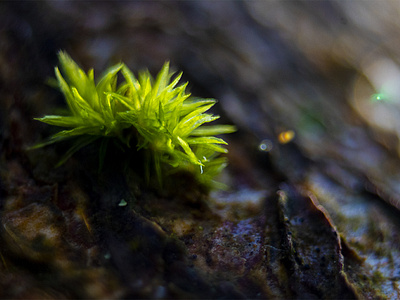 Moss on a Tree macro photography moss