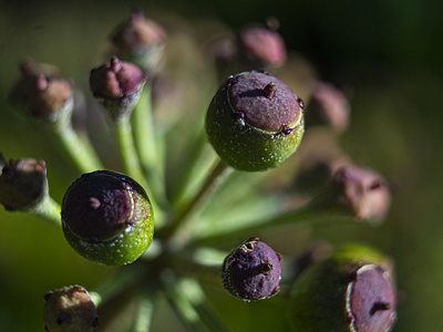 Seed Head