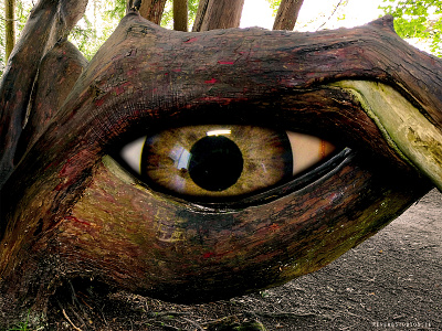 Eyeball Tree eyeball tree