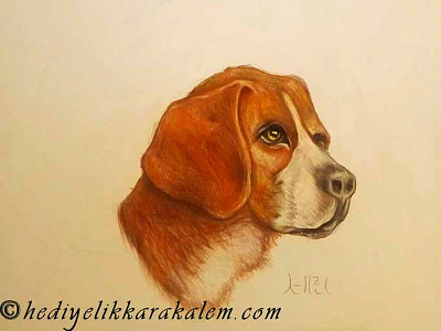 DOG Drawing | Sketching | Karakalem
