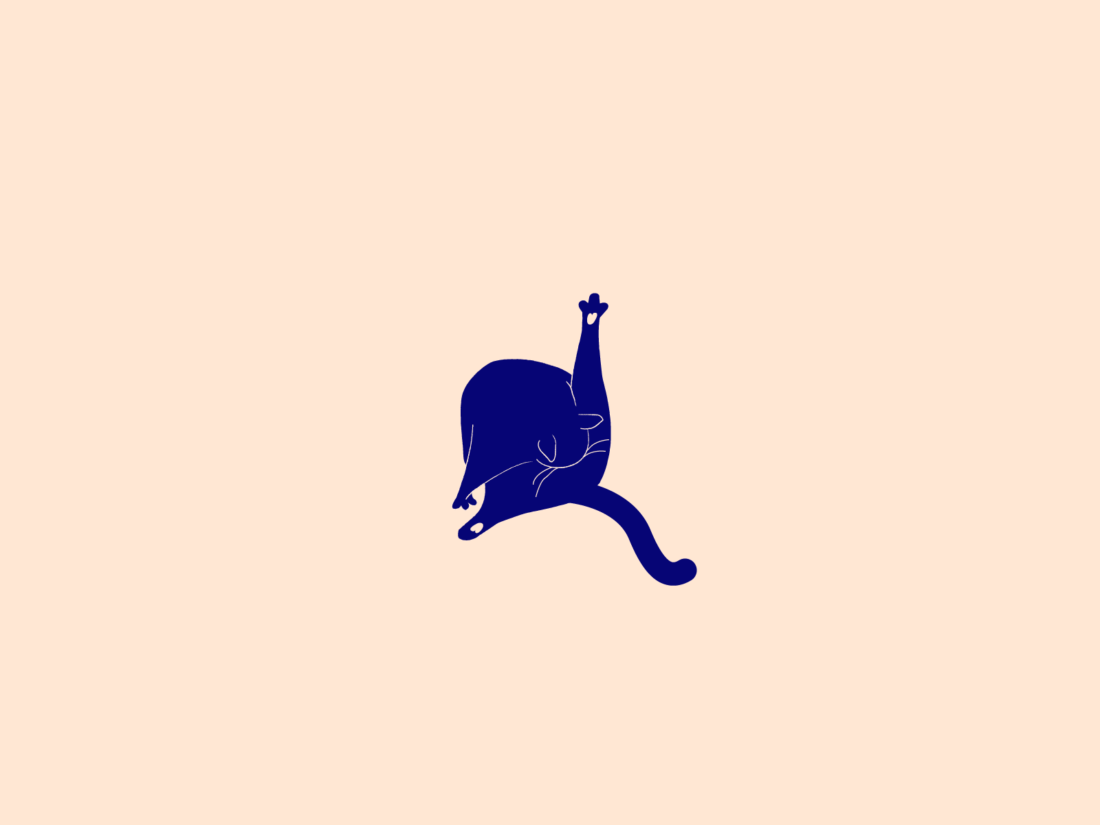 Django the Cat #2 animated gif animation bodycare cat cats drawing illustration illustrator