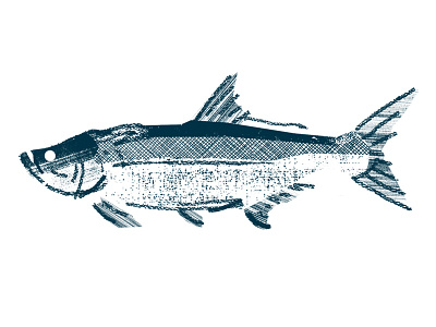 Tarpon drawing fish fishing icon illustration pattern tarpon texture