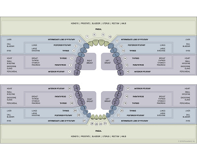 Dental Chart for Thermography and Organ Correlation graphic design illustraion medical illustration poster print