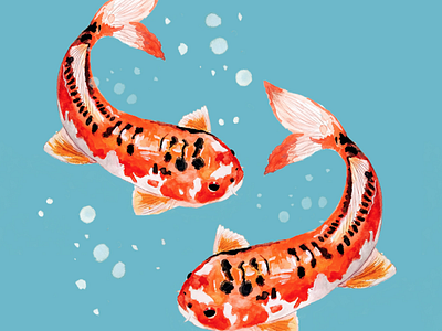 Koi Fish