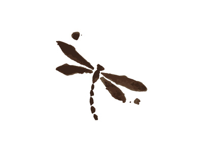 Dragonfly coffee shop branding design dragonfly logo vintage