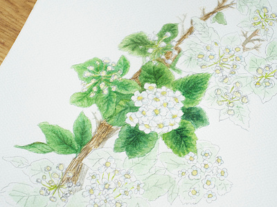 floral branch floral flower illustration in progress process watercolor