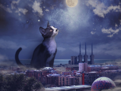 Magical Nigth barcelona cat digital painting digitalart magic nigth photoshop