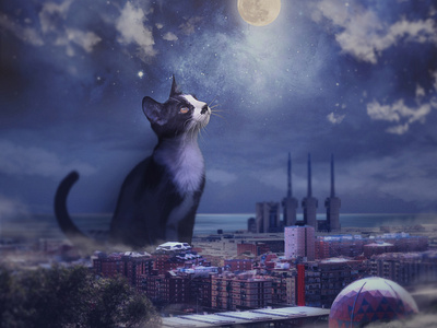 Magical Nigth barcelona cat digital painting digitalart magic nigth photoshop