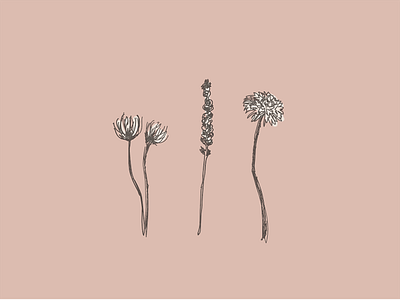 Wild Flowers sketch flower illustration sketch wildflowers