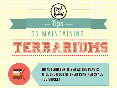 Tips on maintaining Terrariums infographic tips