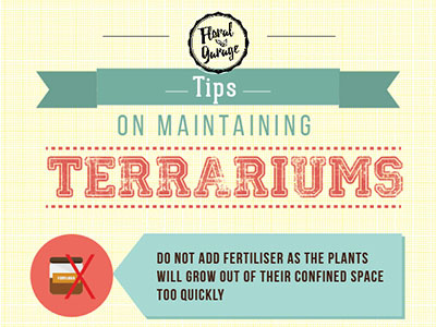 Tips on maintaining Terrariums