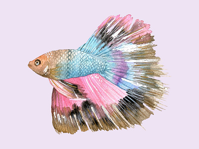 Betta Fish animal art animal illustration animals design fish illustration painting photoshop watercolour