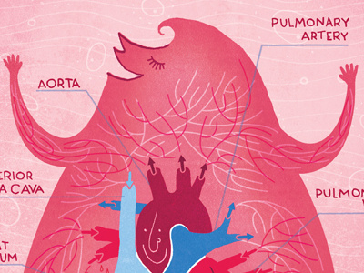 Cardiovascular System By Rachel Ignotofsky