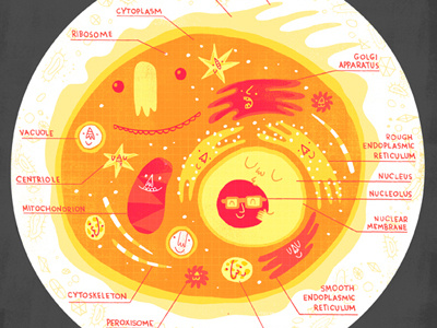 INSIDE THE ANIMAL CELL