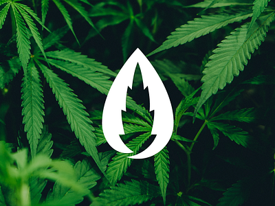 CBD Oil branding cannabis cbd design icon logo mark symbol vector