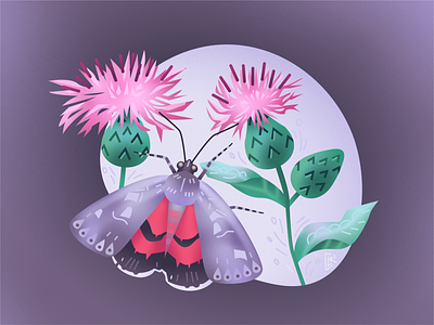 Vector illustration "A brown knapweed and a red underwing" d v r flowers illustration illustrator insect moth nature illustration plants vector vector art vector artwork vector illustration