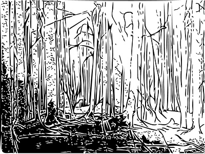 For A D01 adobecapture drawing forest landscape pencil