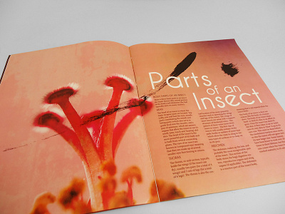 Entomology Spread layout magazine spread