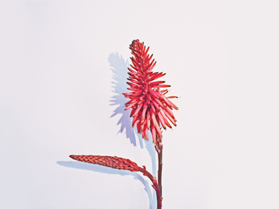 Odd Flower | 2 design flower photo photography plant product series set shadow still life texture