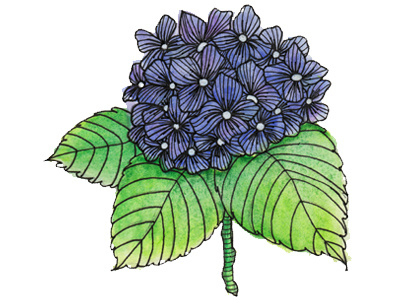 Hydrangea Illustration flowers hydrangea illustration watercolor