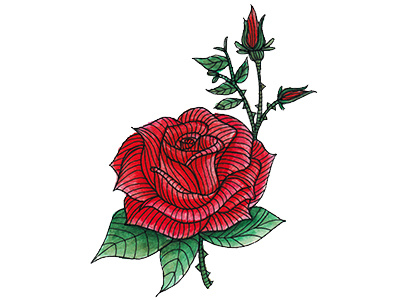 Rose Illustration flowers illustration rose watercolor