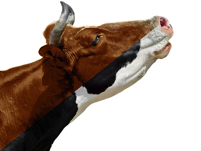 How Now Brown Cow cow editing photo manipulation photoshop