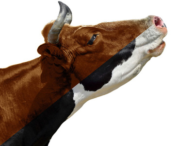 How Now Brown Cow