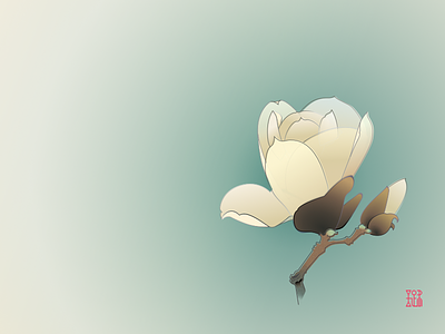 Yulan Magnolia asian chinese style flower indigo