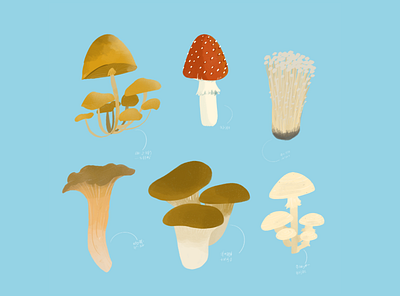 Mushroom Culinary Illustration design graphic design illustration procreate