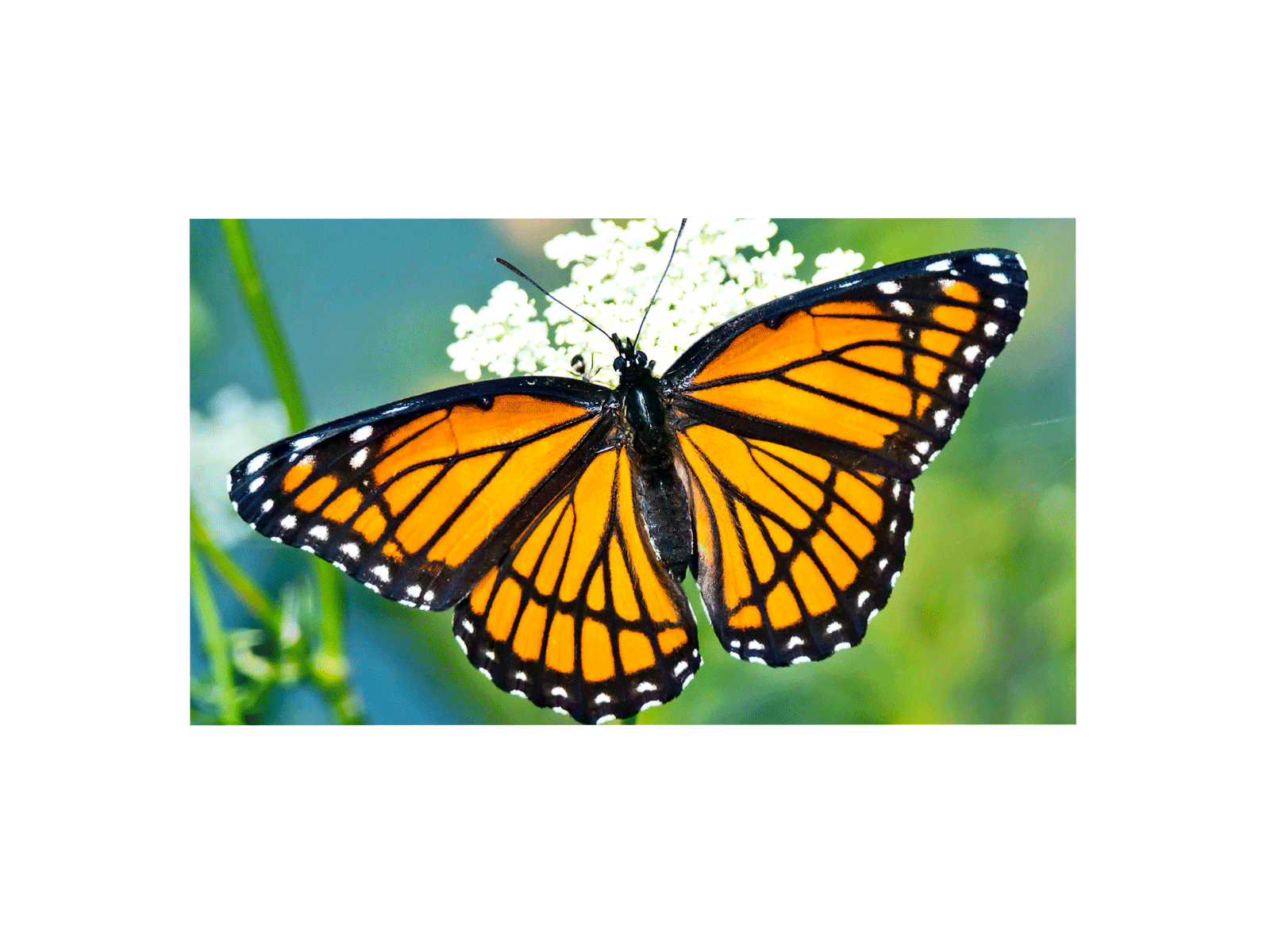 Butterfly Graphic