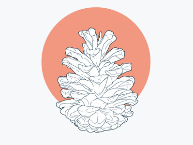 pine cone botanica cedar cone design flat icon illustration line art logo outline pine cone vector