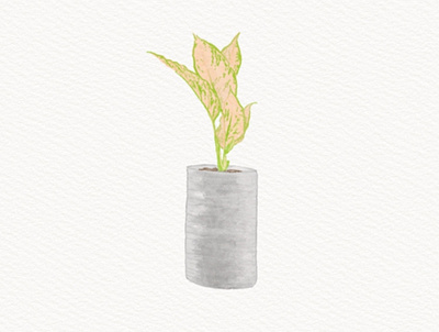 Plant illustration illustration watercolor procreat watercolor illustration